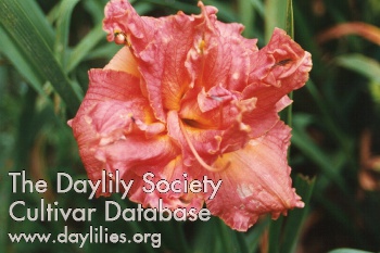 Daylily Siloam Double Coral